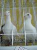 DEUTSCHE SCHAUTAUBEN PORUMBEL GERMAN DE EXPOZITIE VOIAJOR GERMAN DE FRUMUSETE BEAUTY GERMAN PIGEON