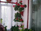 Flori-2009
