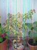 Bouganvillea variegata