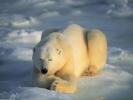 Imagini Animale Urs_ Imaigni cu Animale Adormite
