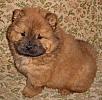 Chow-Chow