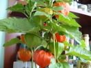 physalis (lampioane chinezesti)