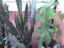 Picture 009