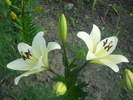 DSCI0645