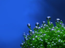 nature (76)