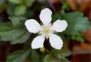 RUBUS SP.