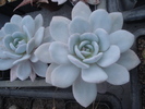 Echeveria laui