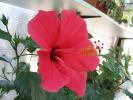 Hibiscus patio roz 1