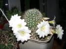 Rebutia x cv Snow White