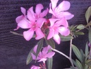 Foto0342