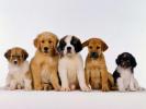Dogs Wallpaper_ Poze cu Catei 57