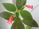 Kohleria Peridots Kitlope 4