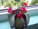 episcia cupreata