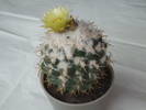 Coriphantha andreae