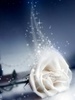 Winter_Rose