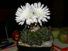 discocactus_chrystalophyllus Hu 659