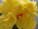 Copie a DSC02301