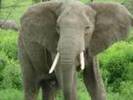 elefant