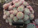 echeveria_rubromarginata_2