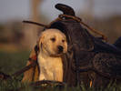 PUP05RK004602