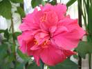 Hibiscus Double Classic Rosa 4