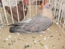 swift egiptean 1