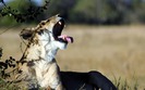 186_yawn_1440x900