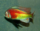 Ptyochromis sp Hippo Point Salmon gro$C3$9F
