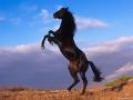 Horse wallpapers 4