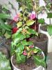 bouganvillae roz