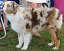 AUSTRALIAN SHEPHERD DOG