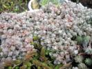 Sedum brevifolium