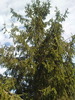 DSC00675