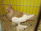 17838 markische elstern 0