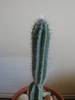 Pilosocereus azureus - iunie 2009