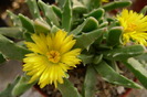 Faucaria