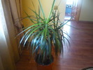 dracaena