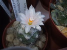 Turbinicarpus detaliu floare