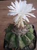 discocactus_chrystalophylus_HU 659