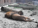 Leul Zoo