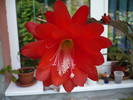 flori 19.05.2009 055