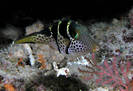 mimic%20filefish%202[1]