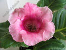 Gloxinia roz 1