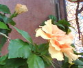 Classic apricot