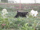 poze 04.05.2009 045