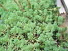 Sedum mic - macro