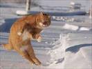funny-cat-on-the-snow