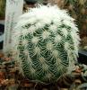 echinocereus_reichenbachii_l1061