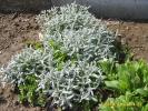 cerastium tomentosum