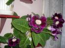 Flori-2008 007